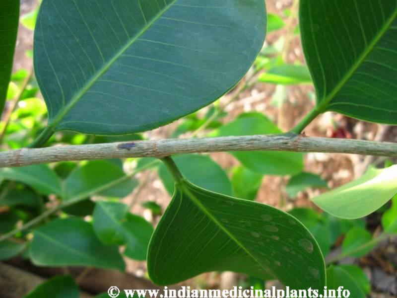 Ficus microcarpa  (1).jpg